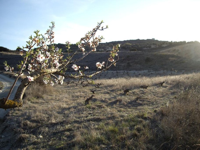 35Almendro al lado de la via