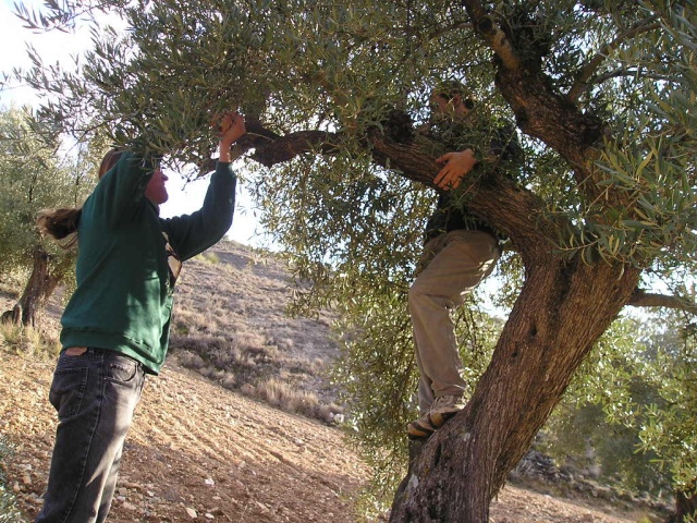 curso de poda - olivar 01