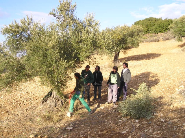 curso de poda - olivar 02