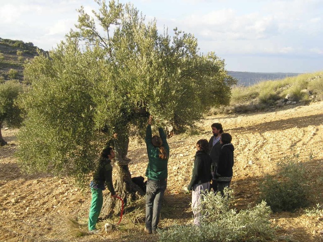 curso de poda - olivar 03