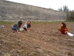 10 Irene, Paloma y Sandra plantando ajos