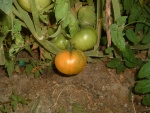 Tomates (2)