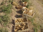 07 Unas cajas de patatas