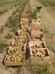 23 Cajas de patatas