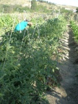 tomates rosas