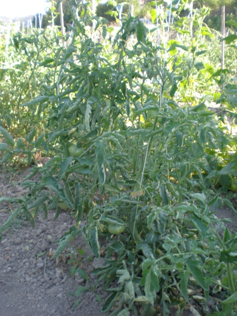 tomates aplastado