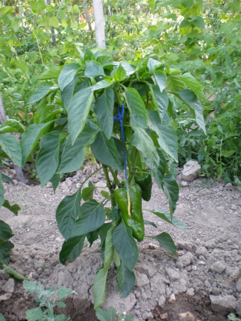 pimiento cornicabra