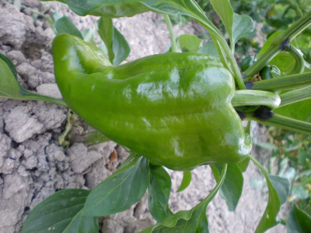 pimiento cornicabra