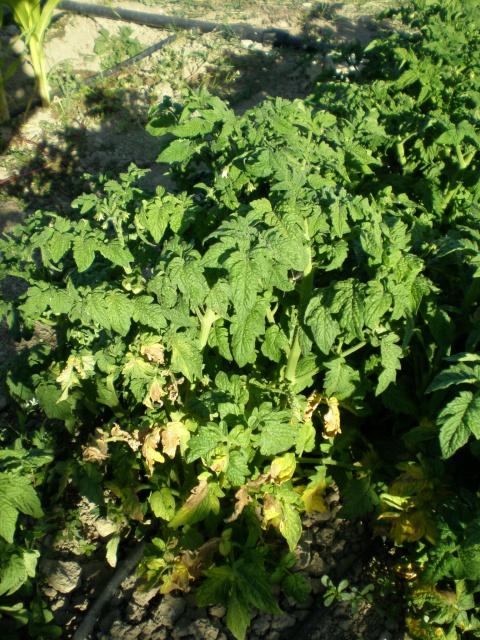 tomate limonero