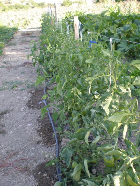 tomateras negro siberiano