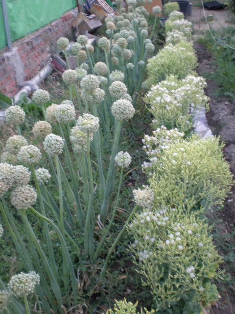 flores cebolla parda perales y lechuga crispilla