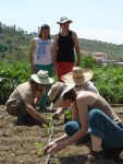 Destacar para lbum: Mayo: plantando la huerta de verano para semillas