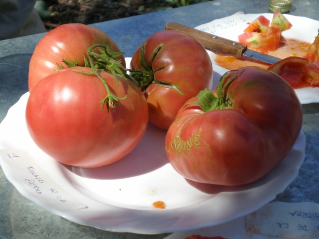 tomate rosa (segundo clasificado habitual)