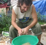 Procesando semilla de cebolla