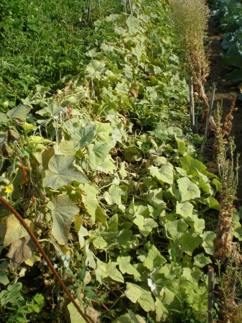 pepino ya de capa caida