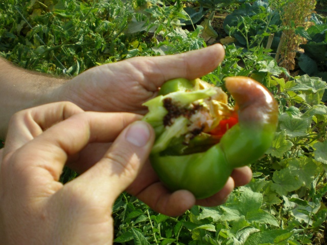 ejemplo simiente pepino 