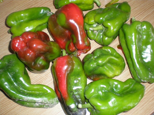 pimiento cornicabra para semilla