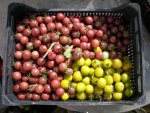 cajas de cherrys amarillo y lila