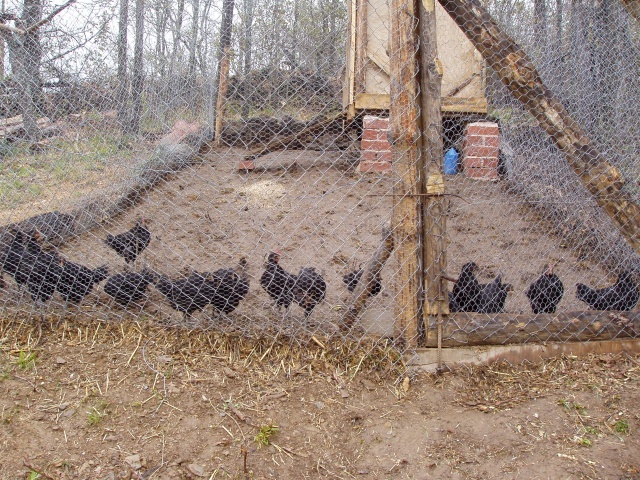 08 Unas gallinas. Raza autoctona 'Castellana Negra'